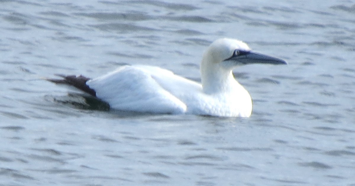 Northern Gannet - ML645298364