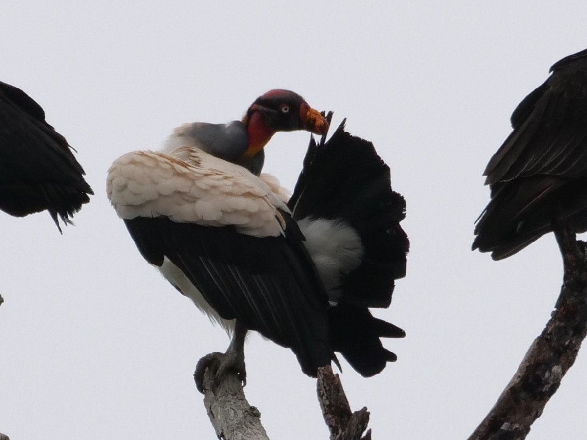 King Vulture - ML645298366