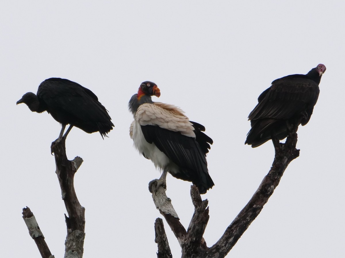 King Vulture - ML645298367