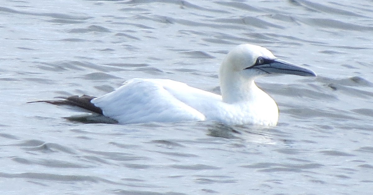Northern Gannet - ML645298371