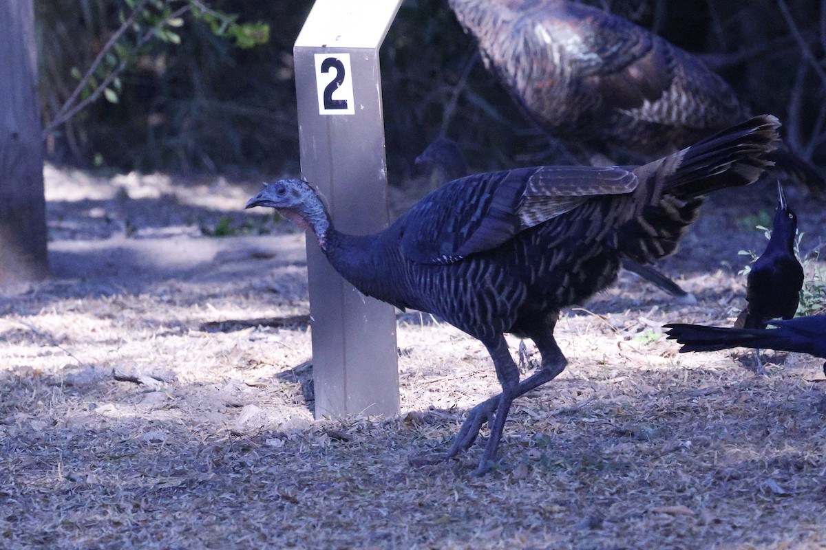 krocan divoký - ML645298377