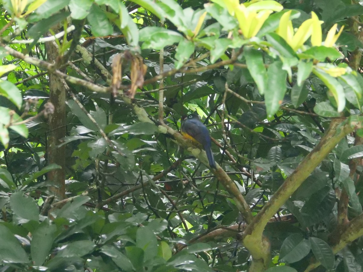 Black-headed Trogon - ML645298380