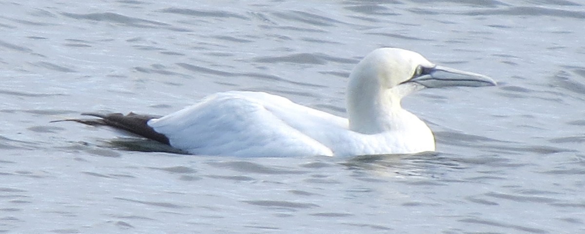 Northern Gannet - ML645298383