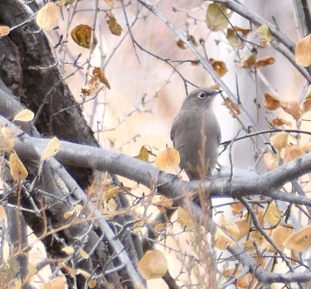 Townsend's Solitaire - ML645298387