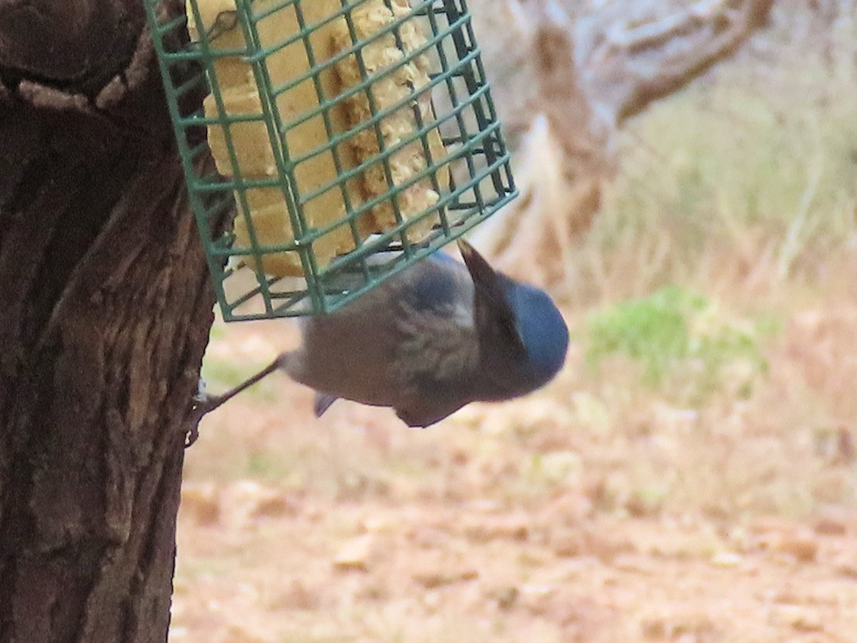 Woodhouse's Scrub-Jay - ML645298388