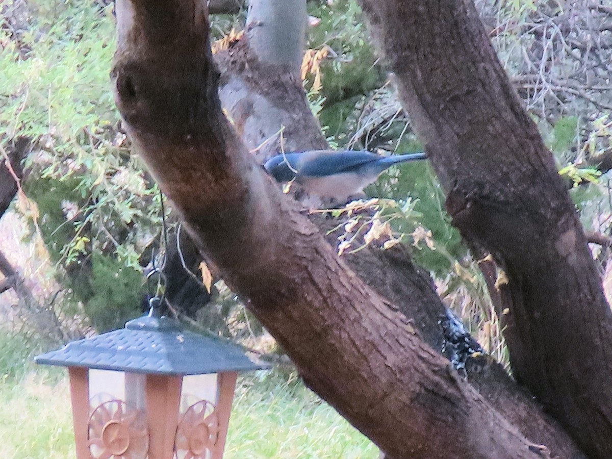 Woodhouse's Scrub-Jay - ML645298389