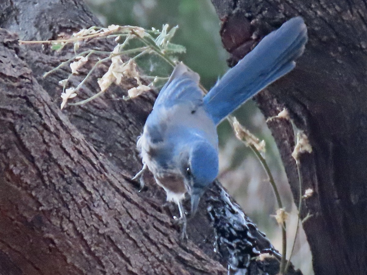 Woodhouse's Scrub-Jay - ML645298390
