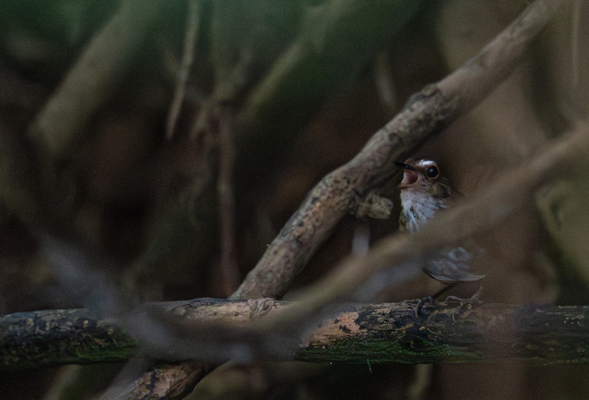 Lesser Shortwing - ML645298402