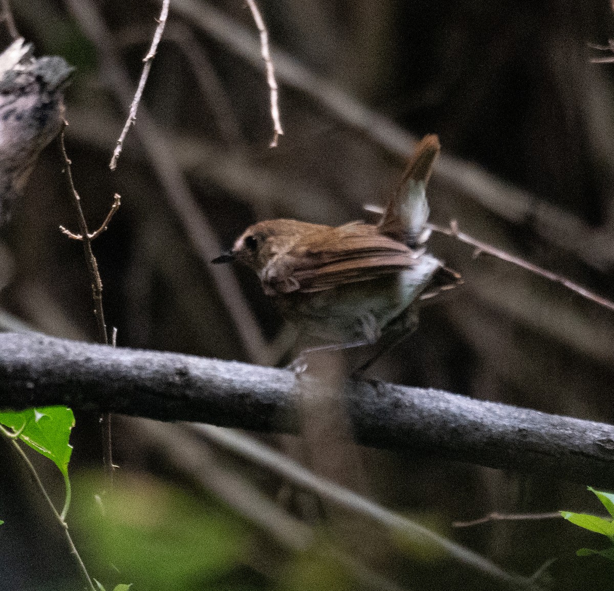 Lesser Shortwing - ML645298403