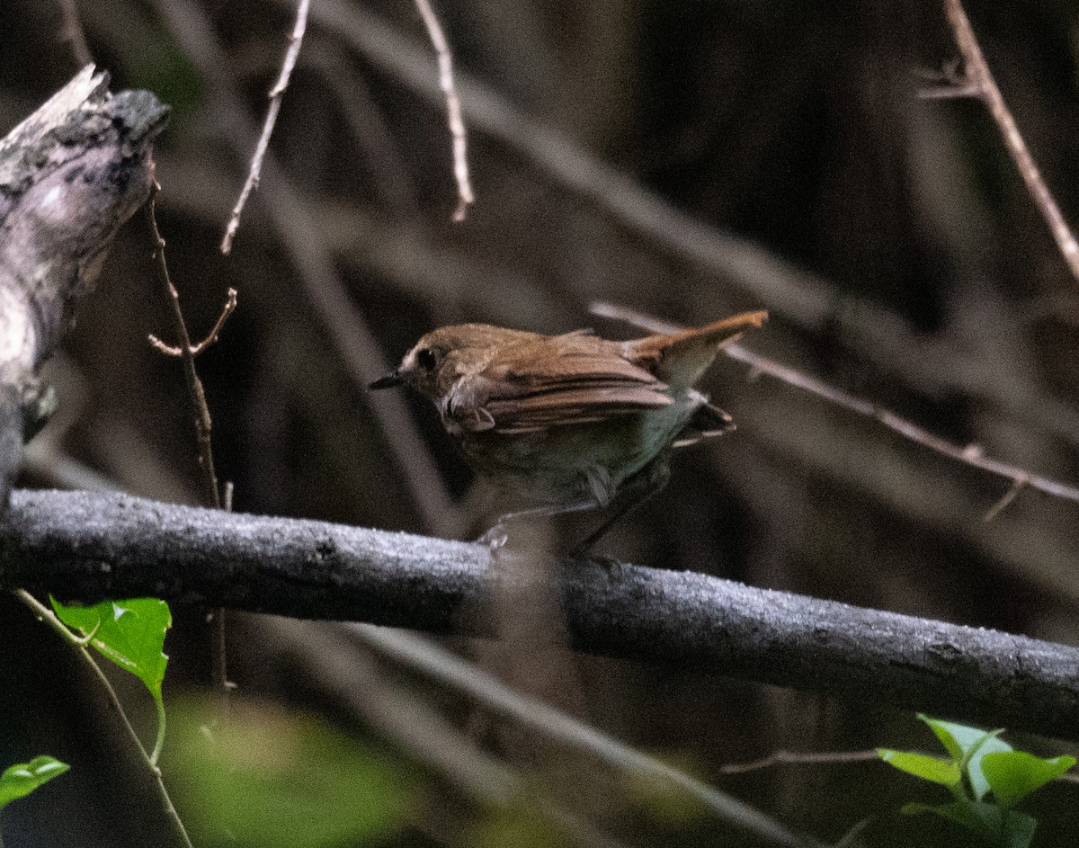 Lesser Shortwing - ML645298404