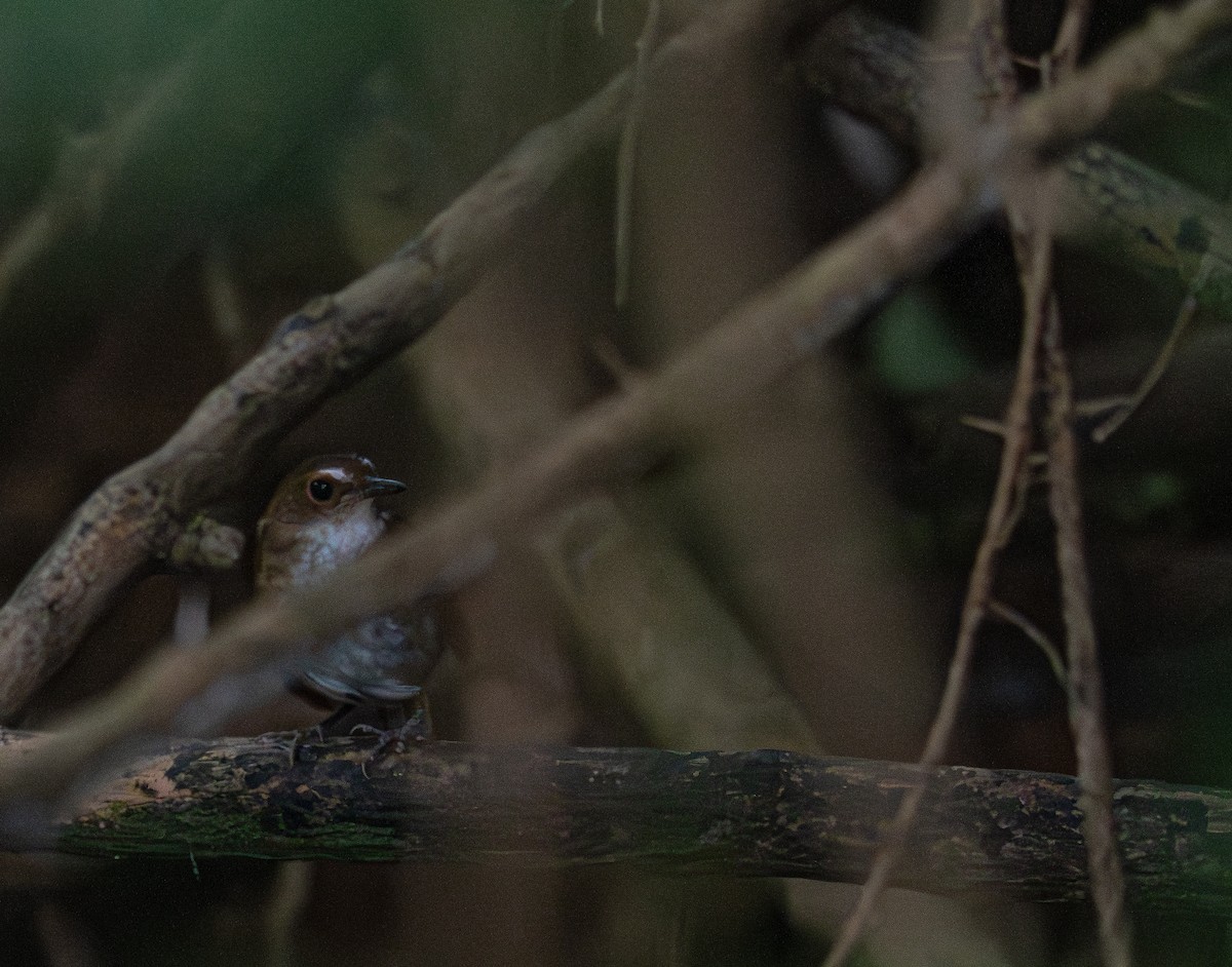 Lesser Shortwing - ML645298406