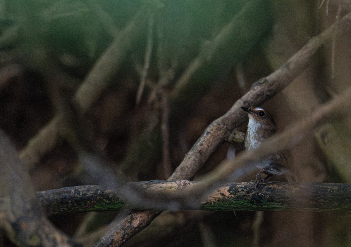 Lesser Shortwing - ML645298408