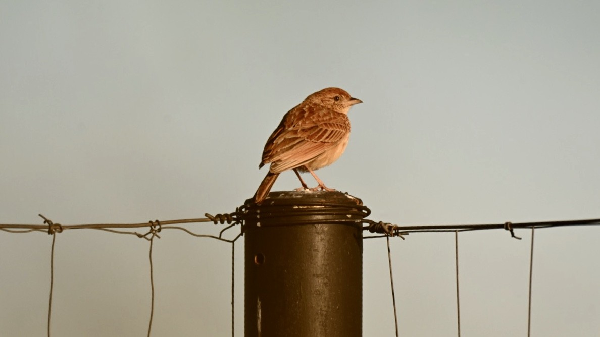Eastern Clapper Lark - ML645298415