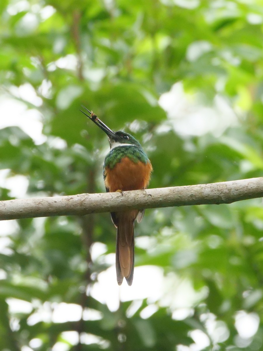Rufous-tailed Jacamar - ML645298416