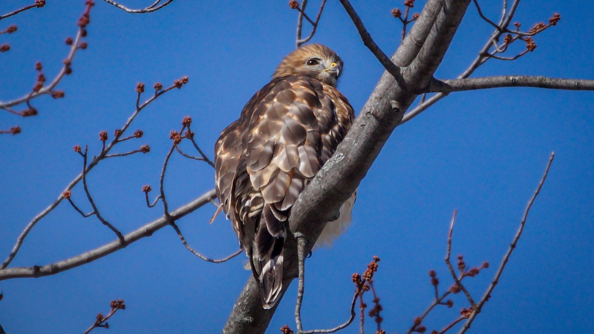 Red-shouldered Hawk - ML645298419