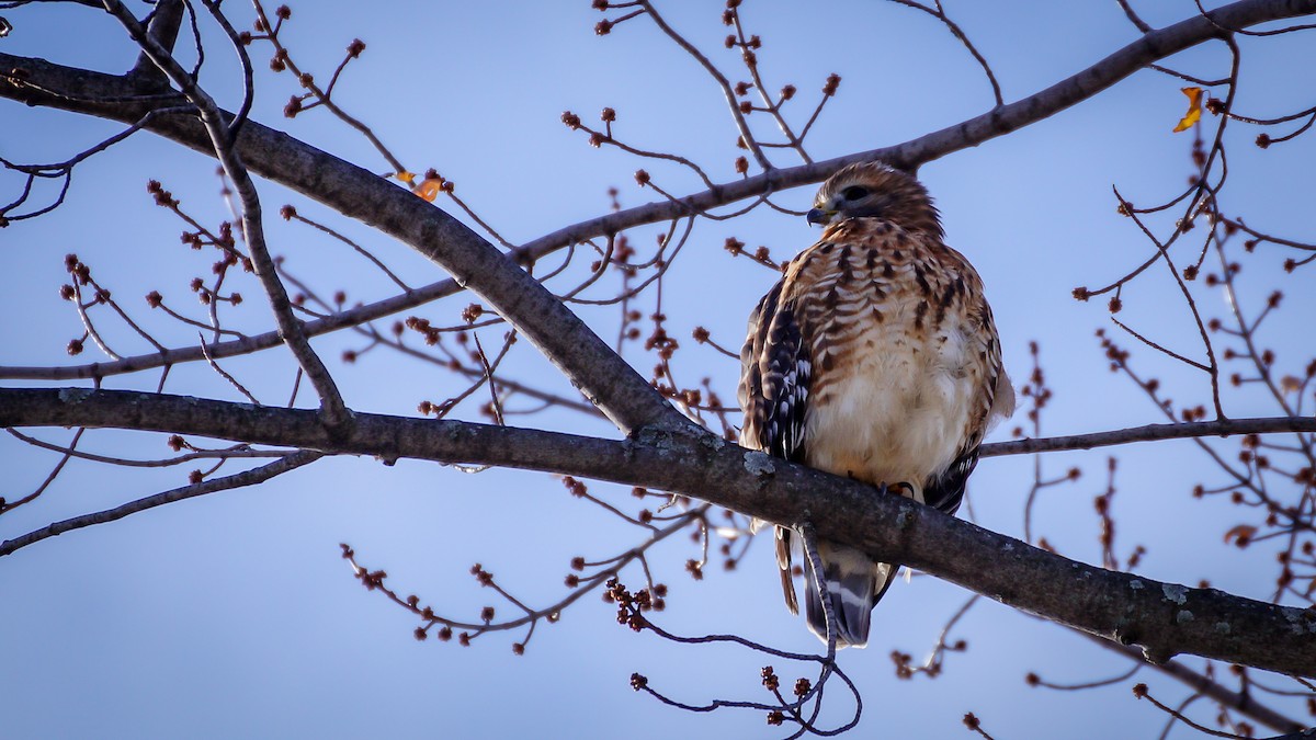 Red-shouldered Hawk - ML645298421