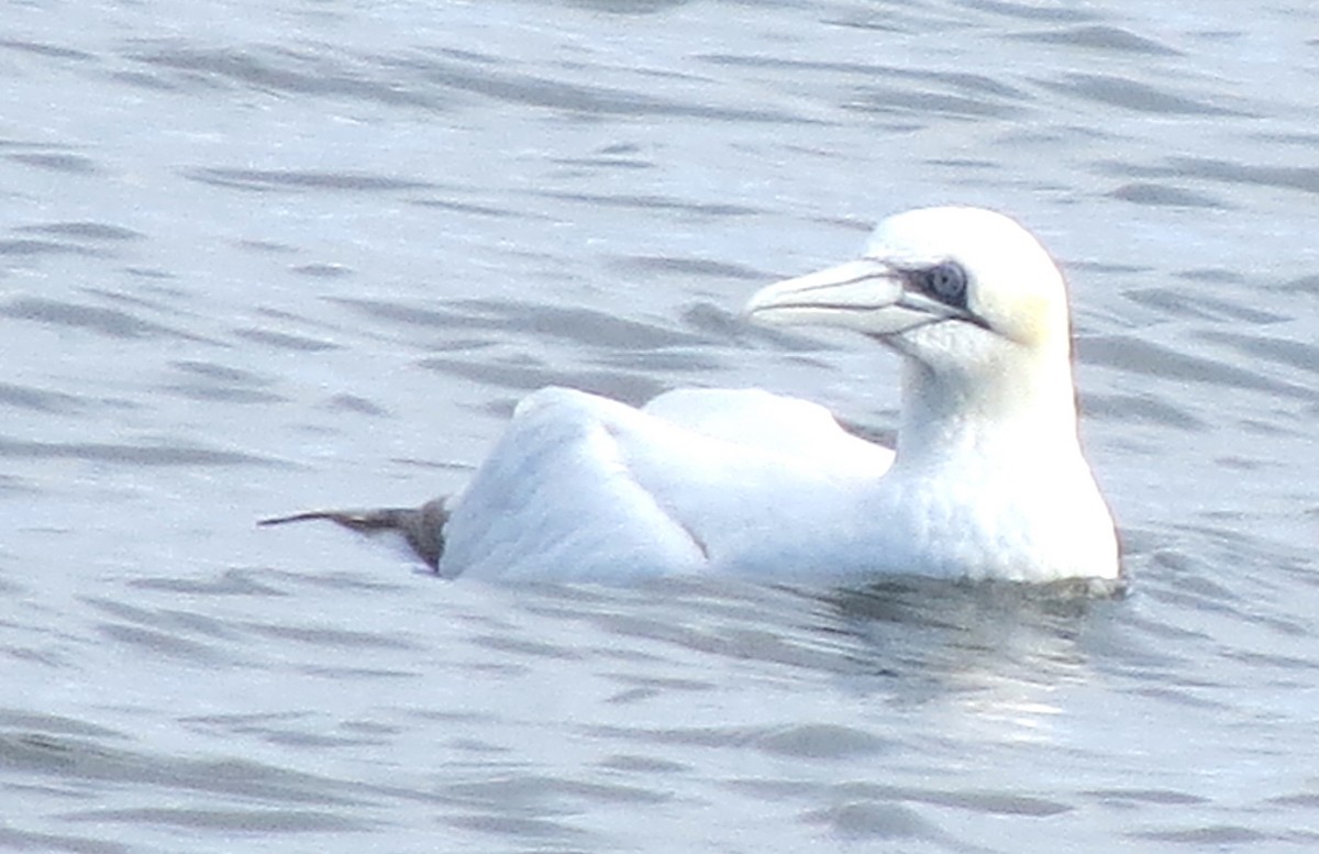 Northern Gannet - ML645298426
