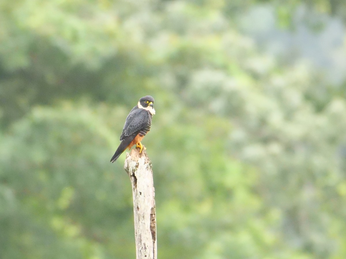 Bat Falcon - ML645298428