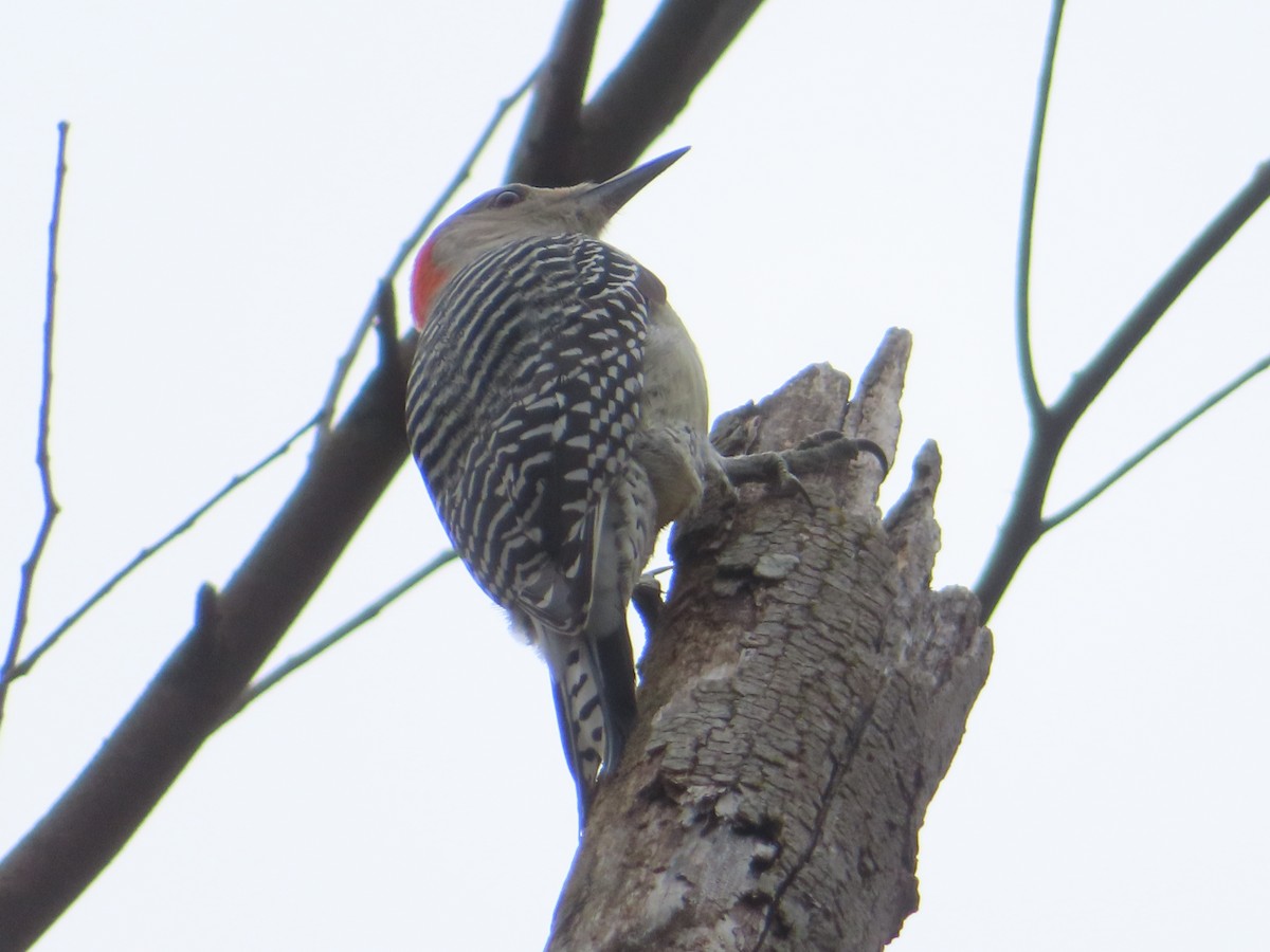 Red-bellied Woodpecker - ML645298429