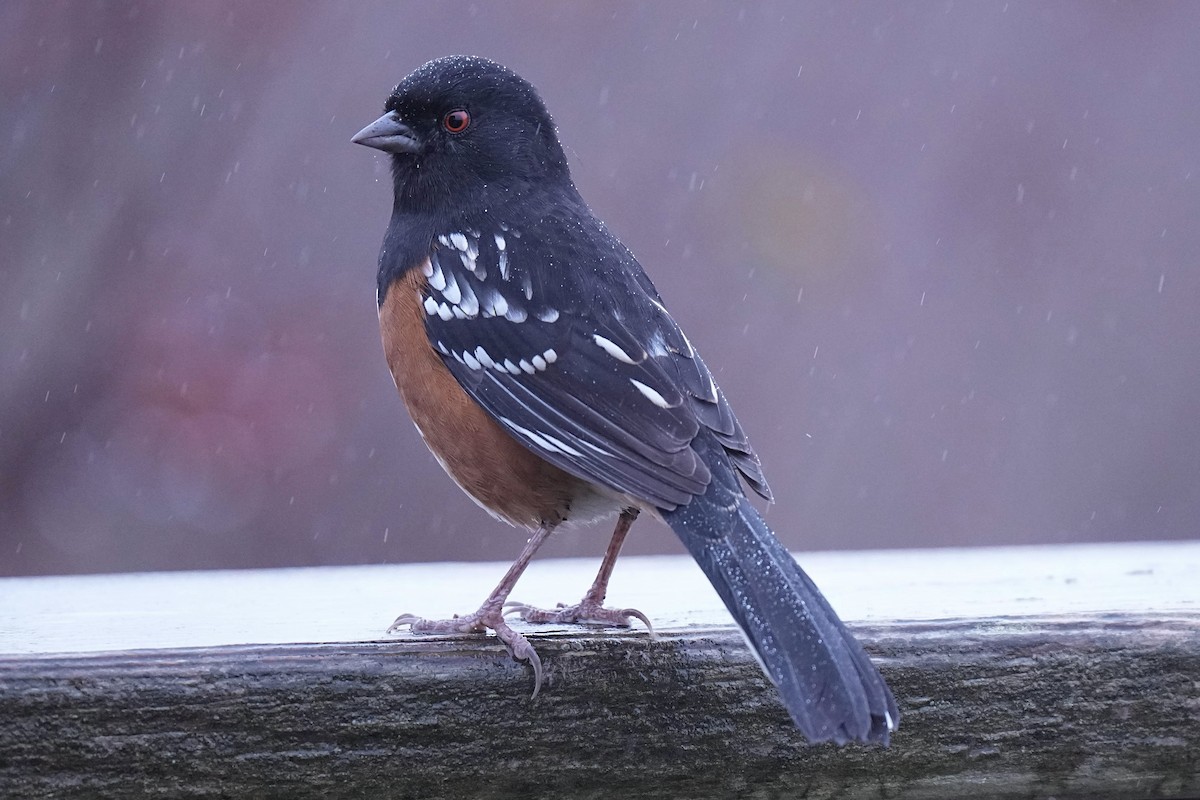 Spotted Towhee - ML645298430