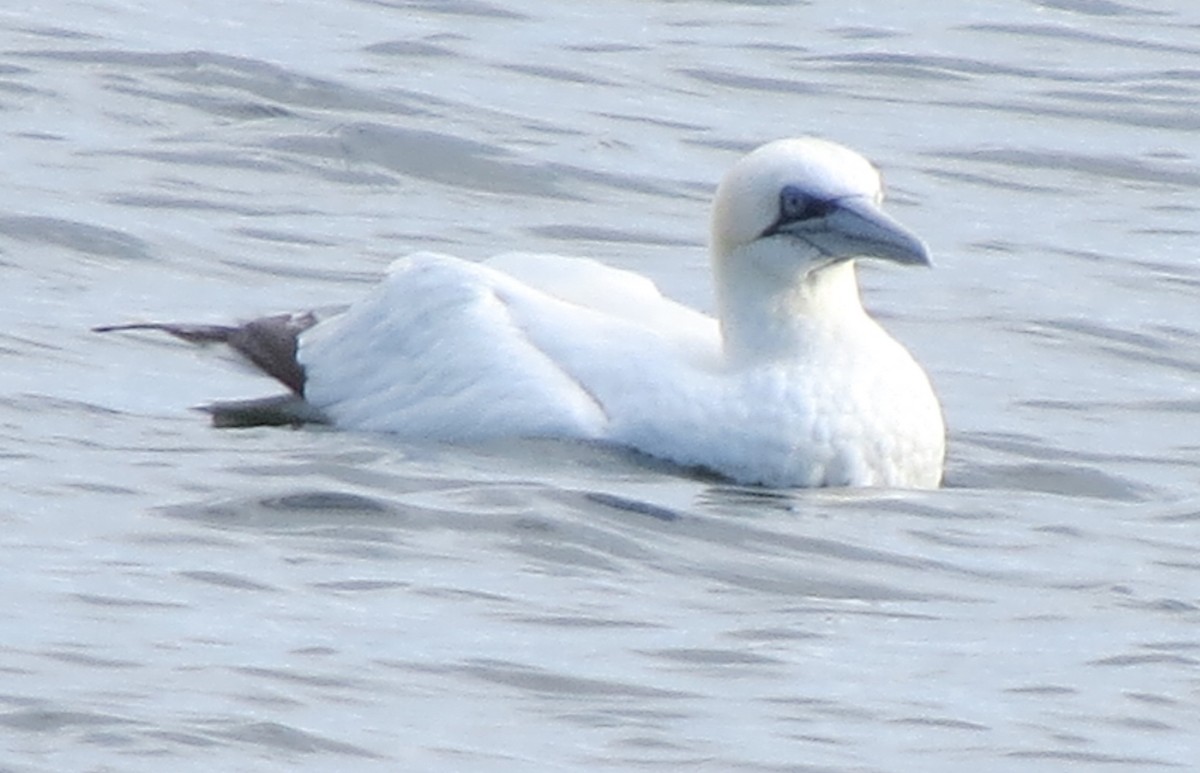 Northern Gannet - ML645298436