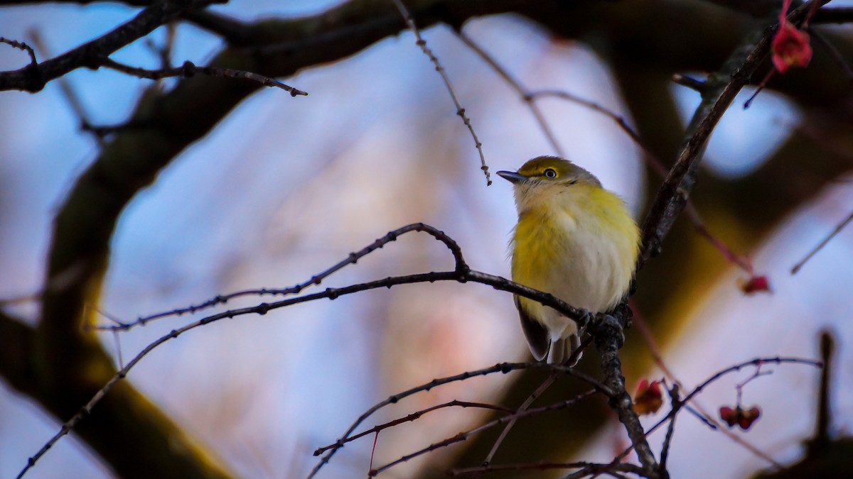 White-eyed Vireo - ML645298441