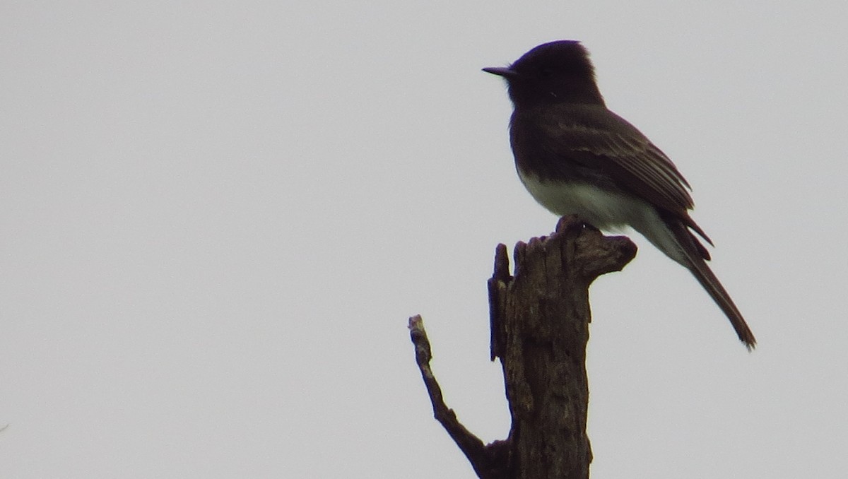 Black Phoebe - ML645298453