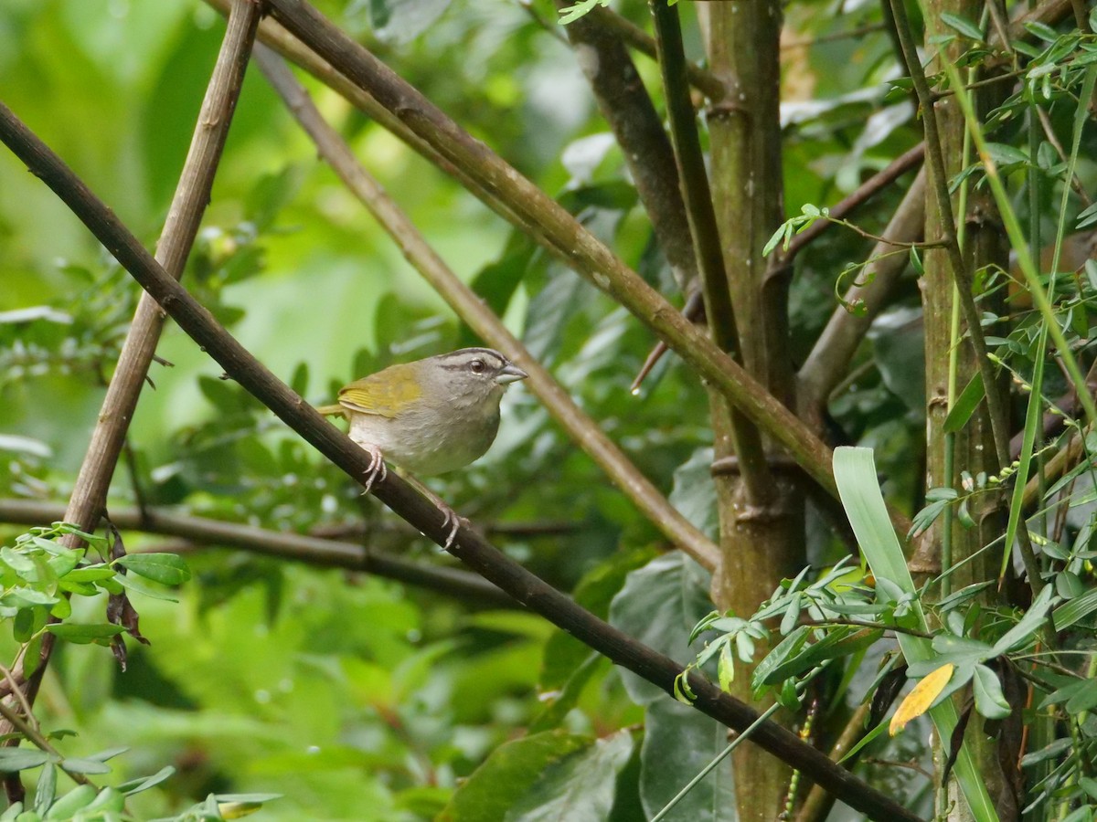 Green-backed Sparrow - ML645298456