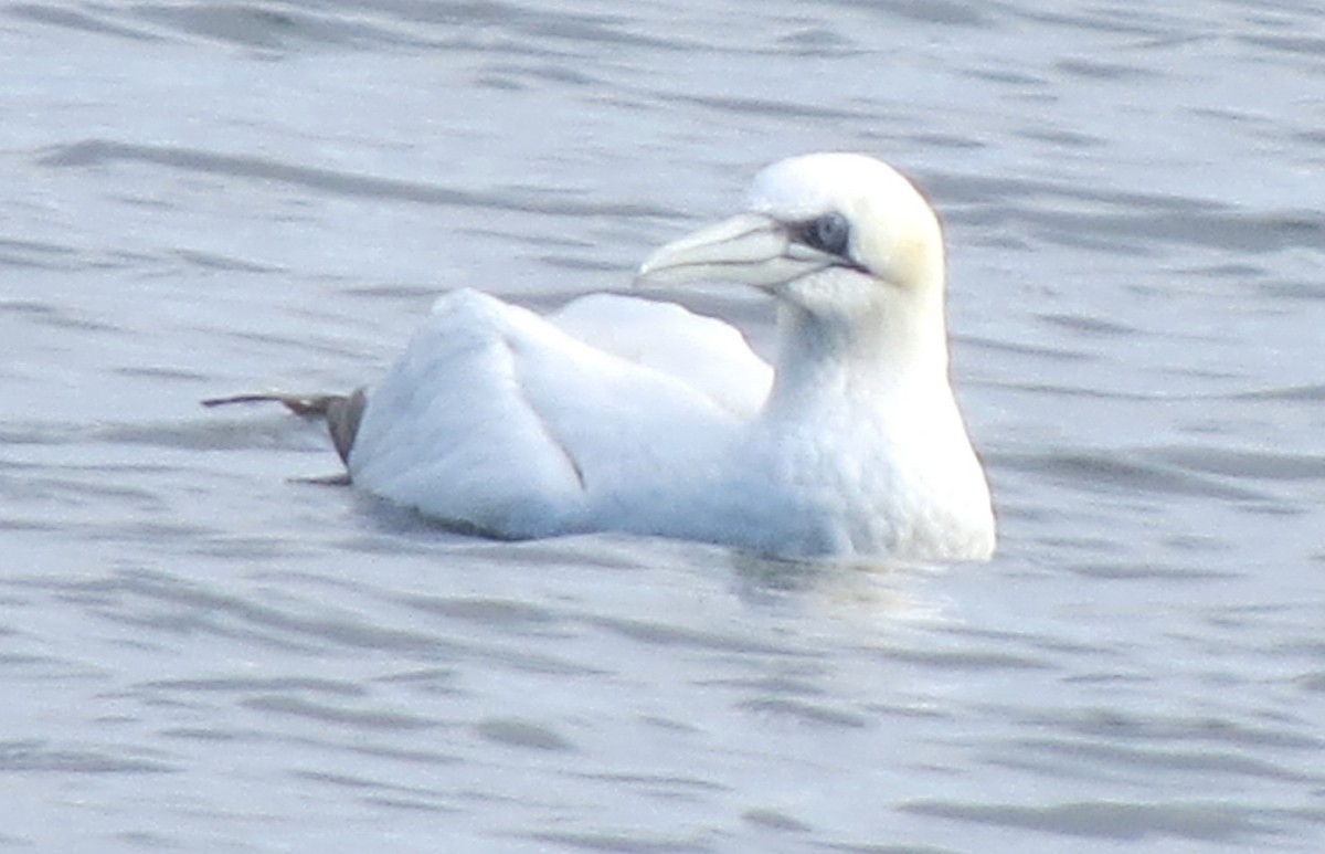 Northern Gannet - ML645298458