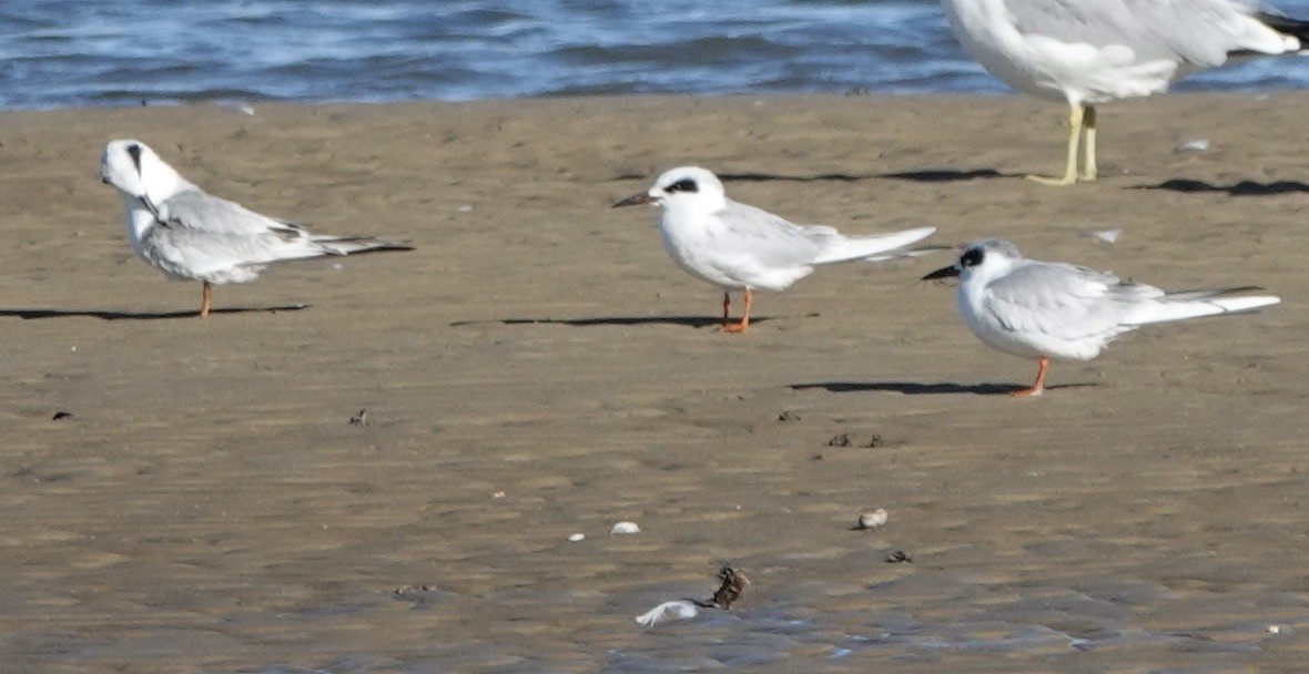 Forster's Tern - ML645298462