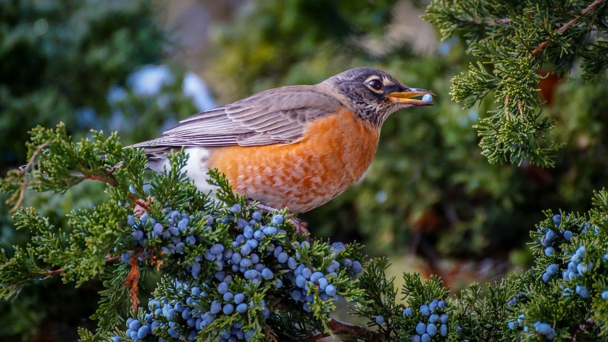 American Robin - ML645298463