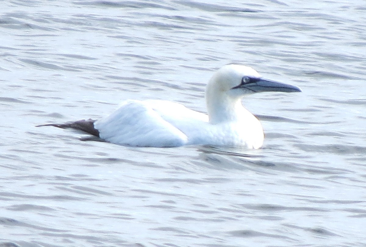 Northern Gannet - ML645298467