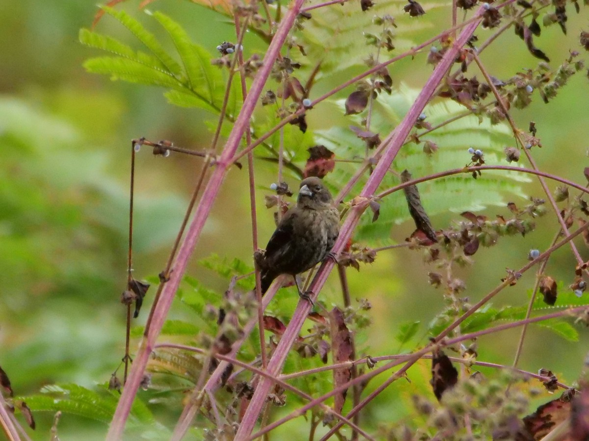 Blue-black Grassquit - ML645298468