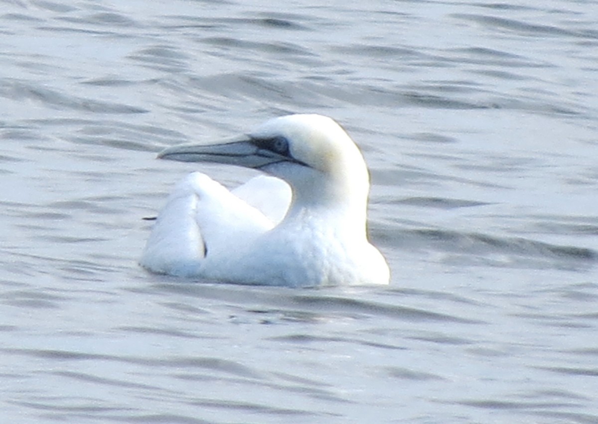 Northern Gannet - ML645298476