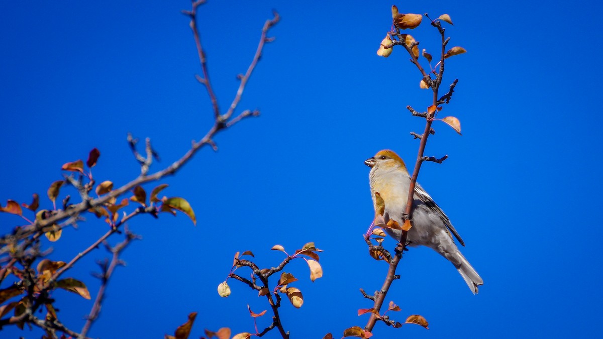 Tayga Çütresi - ML645298478