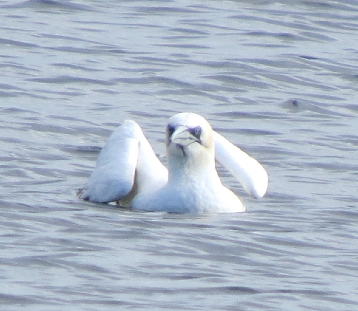Northern Gannet - ML645298483