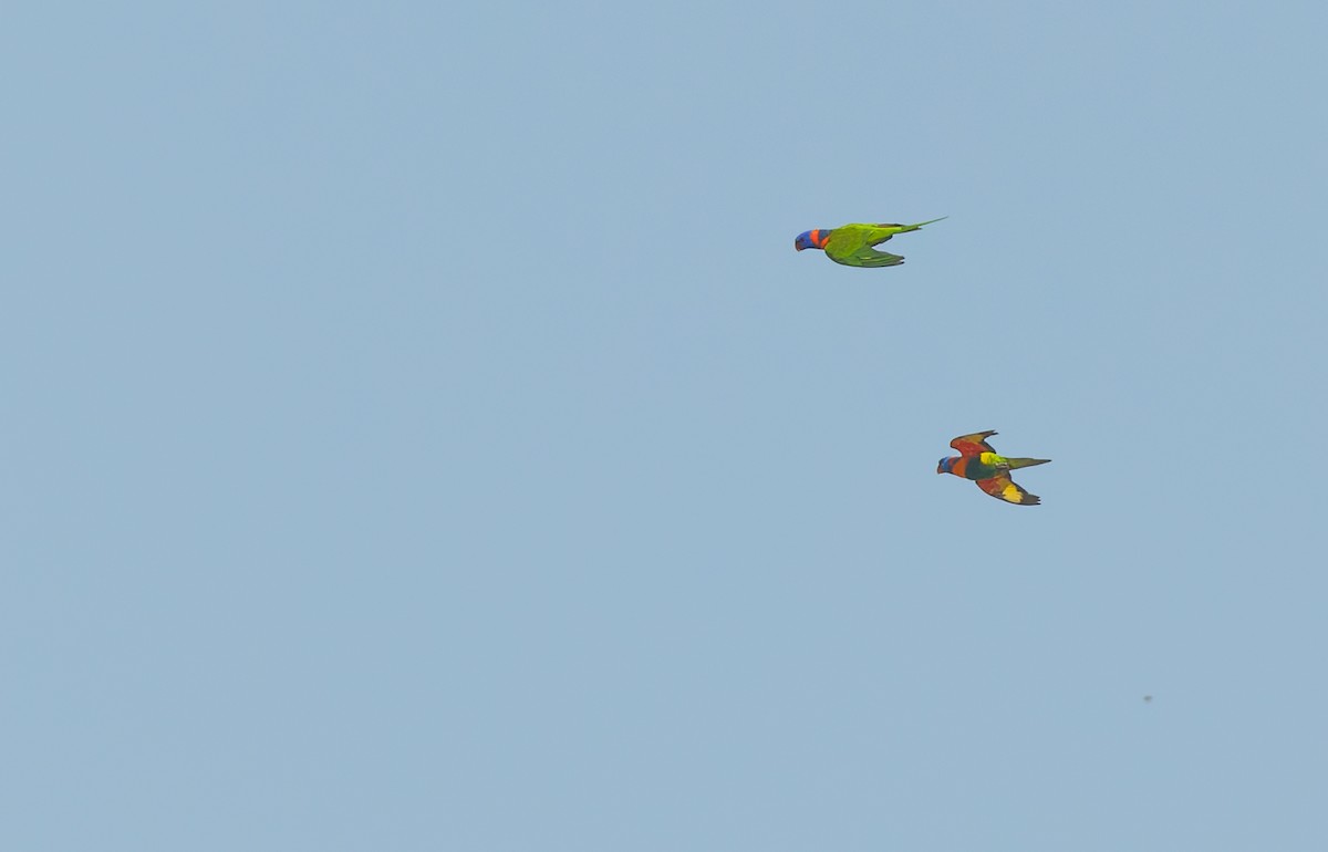 Red-collared Lorikeet - ML645298484