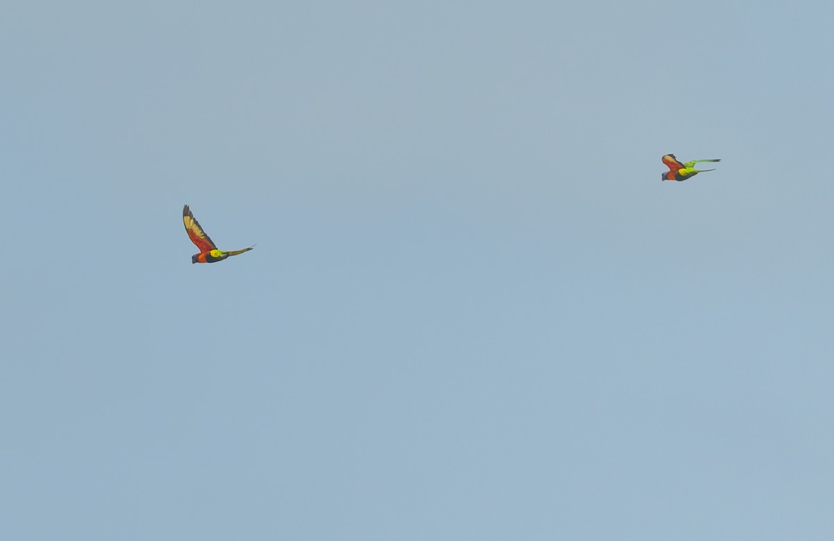 Red-collared Lorikeet - ML645298485