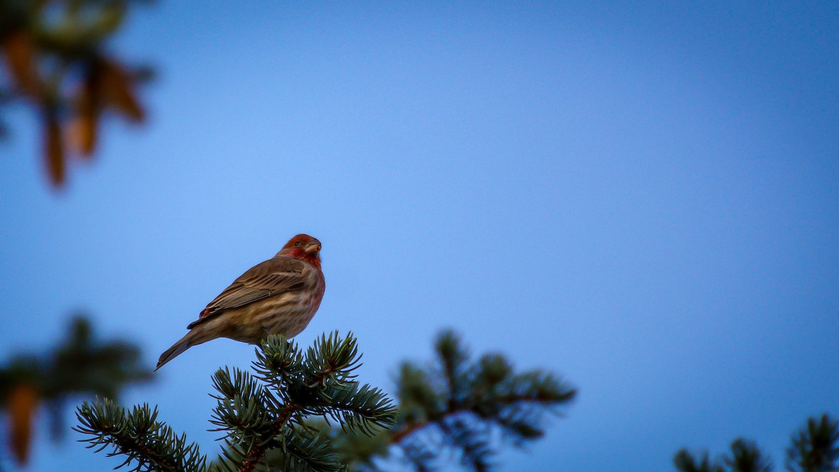 House Finch - ML645298494