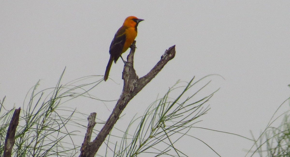 Altamira Oriole - ML645298508