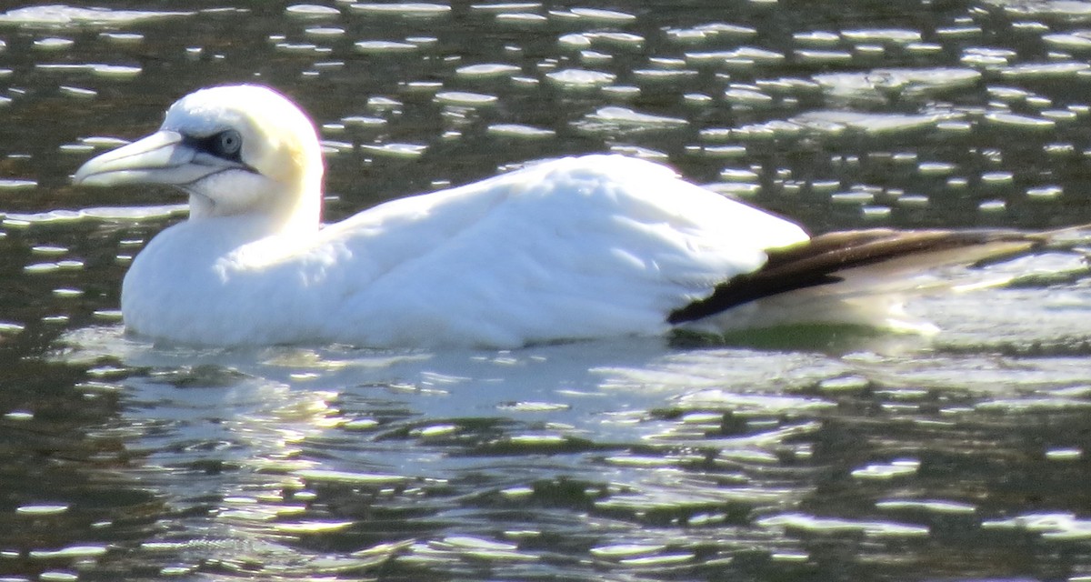 Northern Gannet - ML645298539