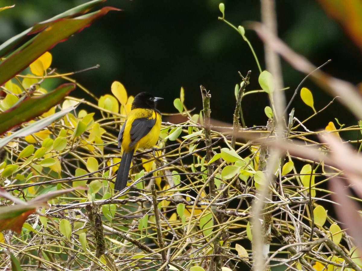 Black-cowled Oriole - ML645298556