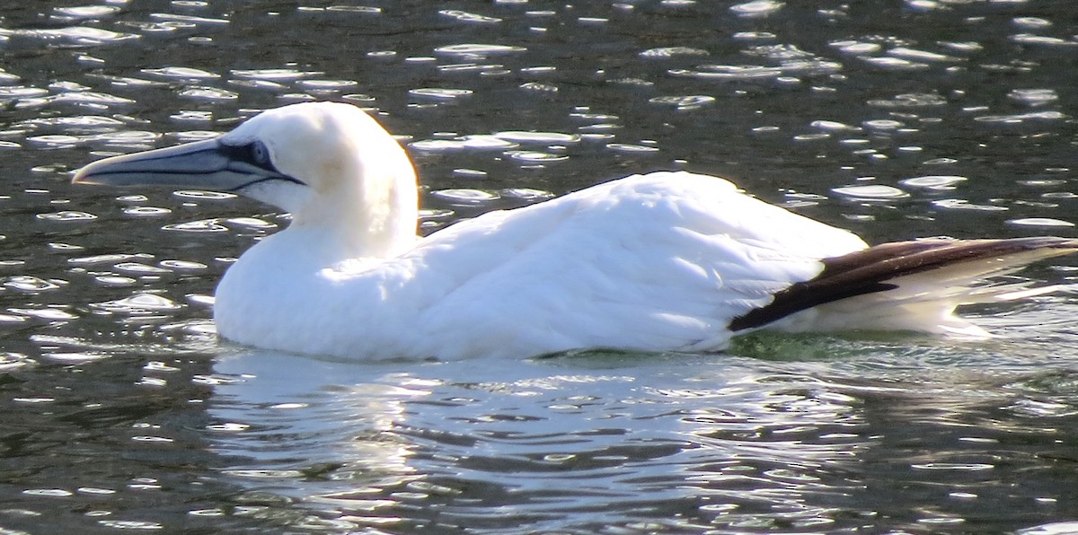 Northern Gannet - ML645298560