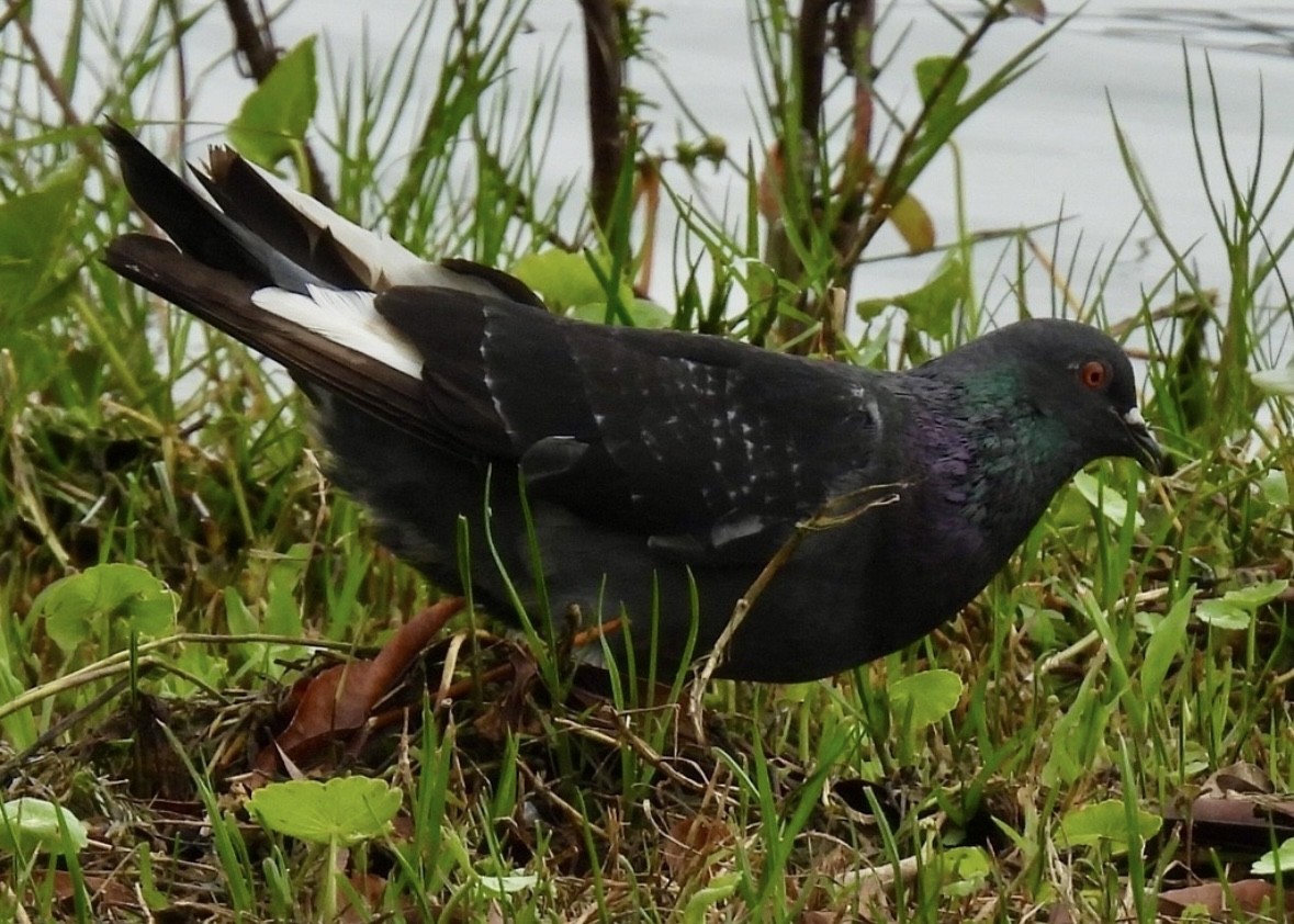 Kaya Güvercini (evcil tip) - ML645298562