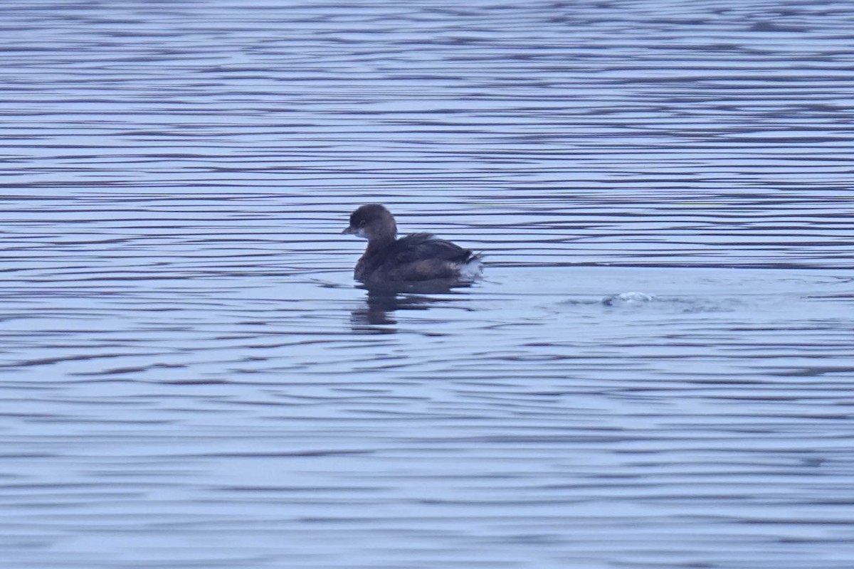 Pied-billed Grebe - ML645298564