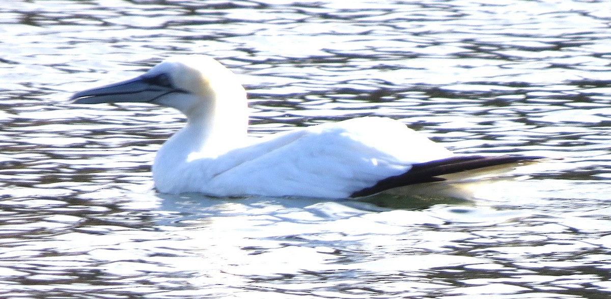Northern Gannet - ML645298567