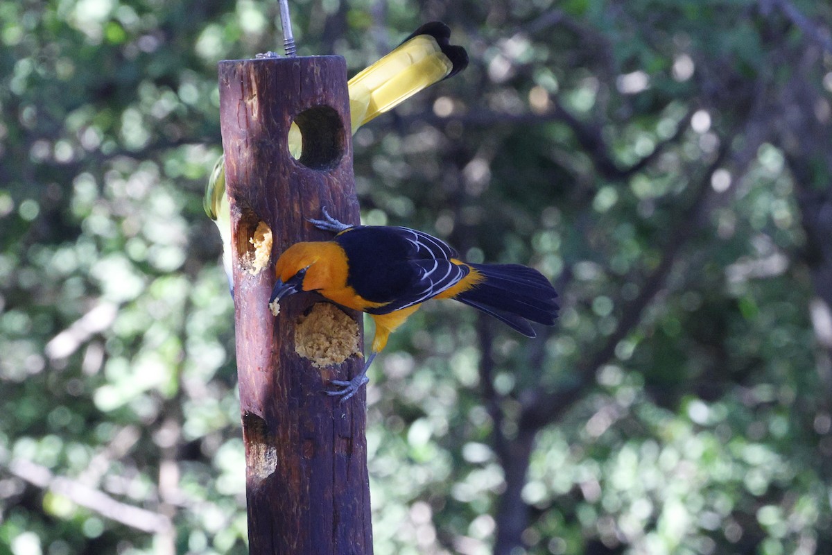 Altamira Oriole - ML645298568