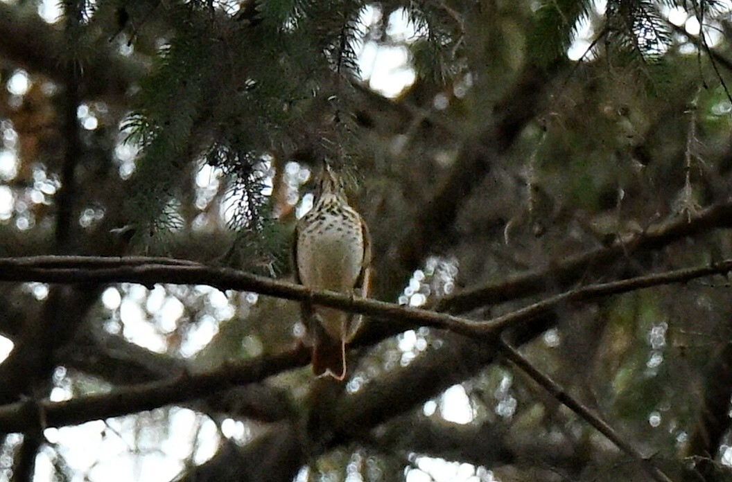 Grive solitaire - ML645298580