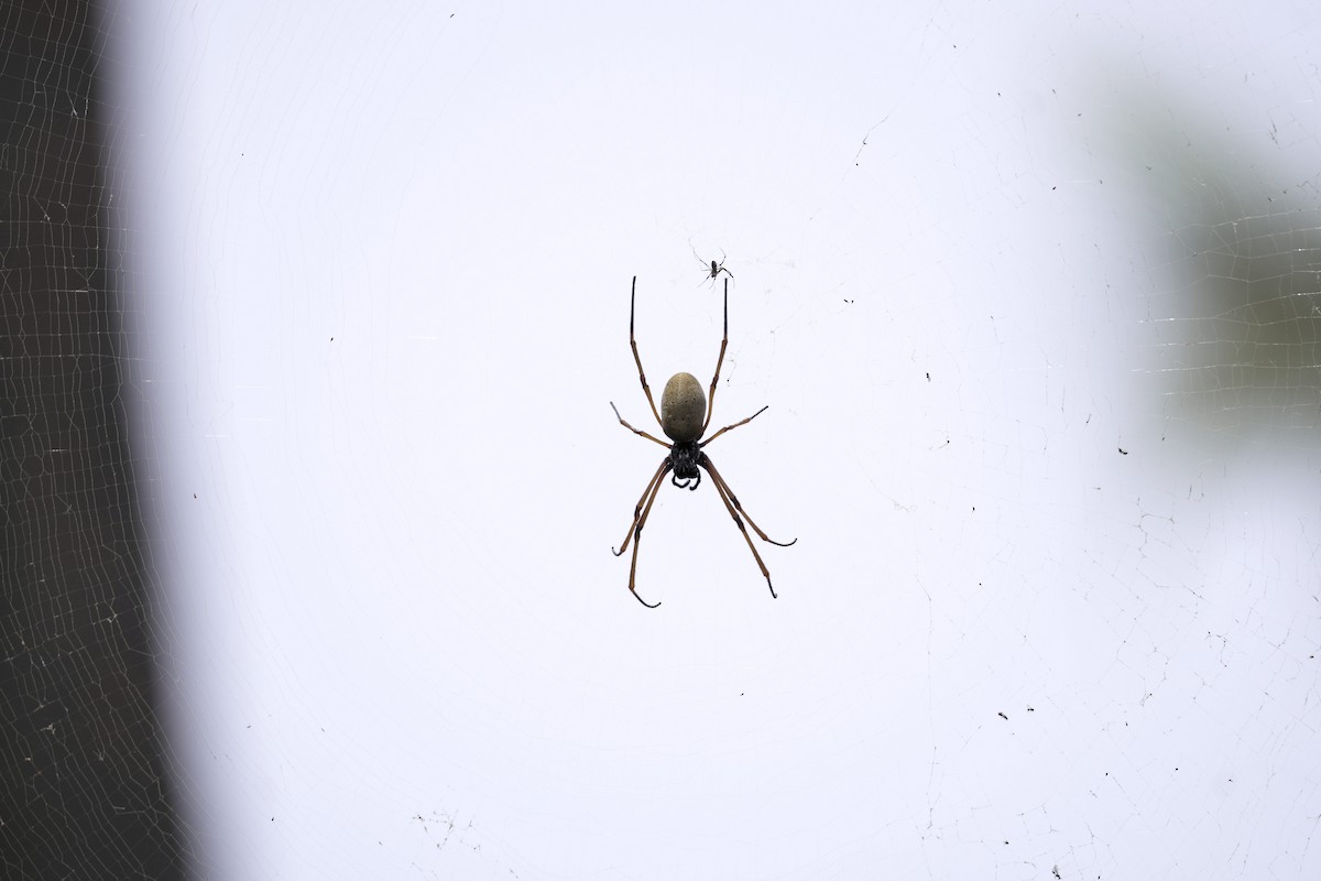 Tiger Spider - ML645298582