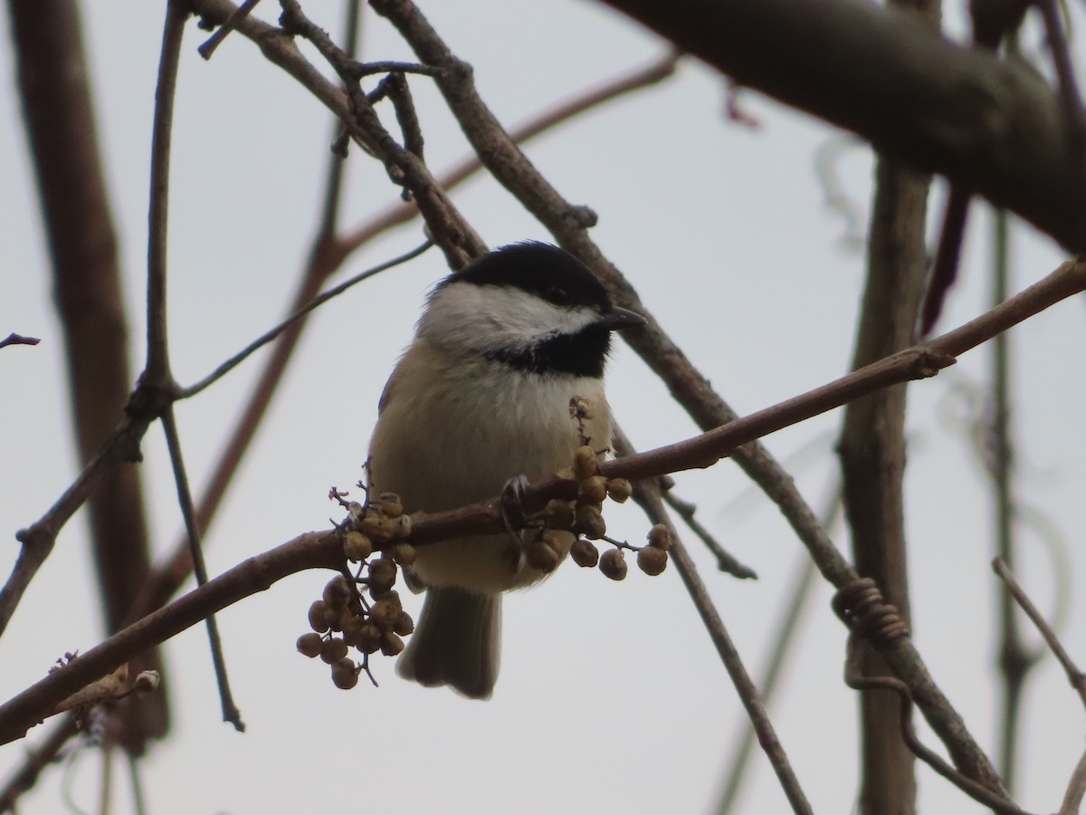 Carolina Chickadee - ML645298611